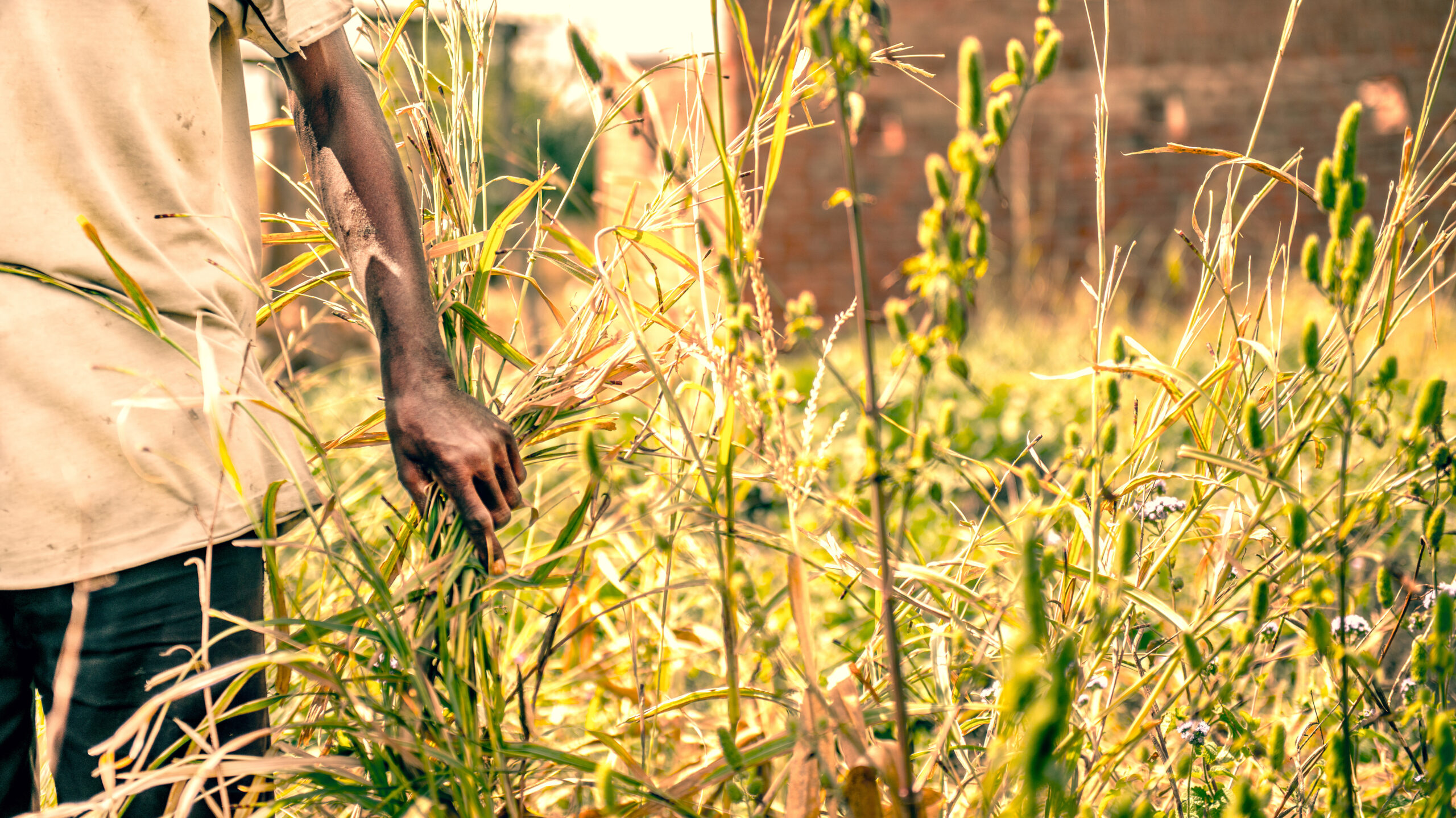 Models as assets for food security: The impacts of IFPRI's IMPACT, RIAPA, and SPAM models